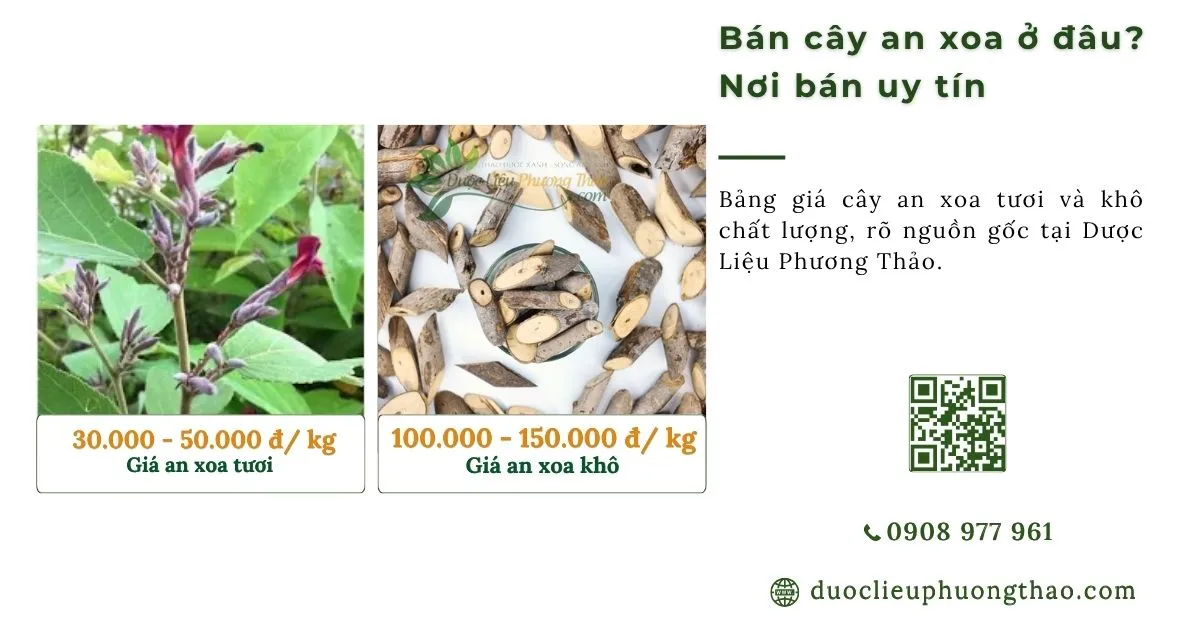 Bán cây an xoa ở đâu? Nơi bán uy tín, có cây tươi và cây khô