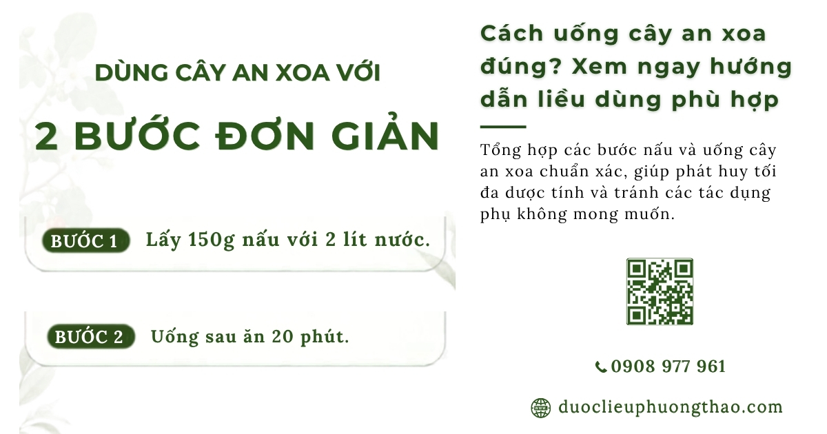Cách uống cây an xoa đúng cách: Hướng dẫn sắc nước chi tiết tại nhà