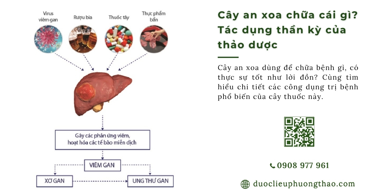 Cây an xoa chữa cái gì mà nhiều người tin dùng đến vậy? 3 Hướng dẫn cách uống an toàn