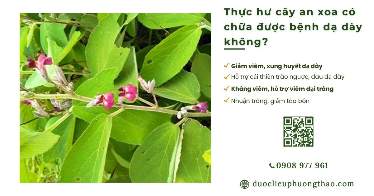 Cây an xoa có chữa được bệnh dạ dày không hay chỉ là lời truyền miệng?