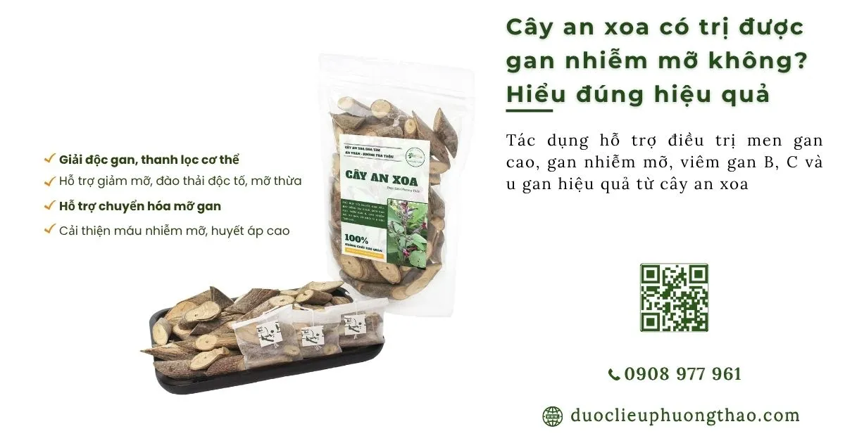 Cây an xoa có trị được gan nhiễm mỡ như lời đồn không?