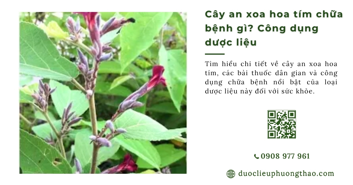 Cây an xoa hoa tím chữa bệnh gì? 4 Cách nhận đúng loại thường dùng làm dược liệu