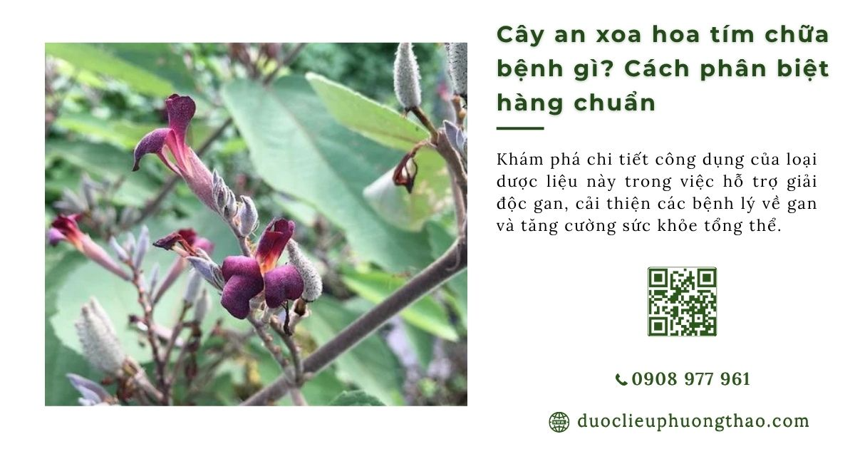Cây an xoa hoa tím chữa bệnh gì? Cách phân biệt hàng chuẩn
