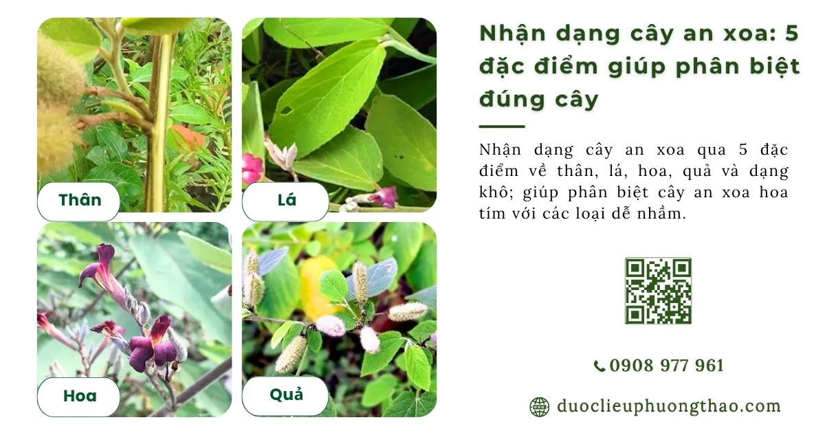 Cây an xoa hoa tím là gì? 5 đặc điểm nhận biết và cách dùng
