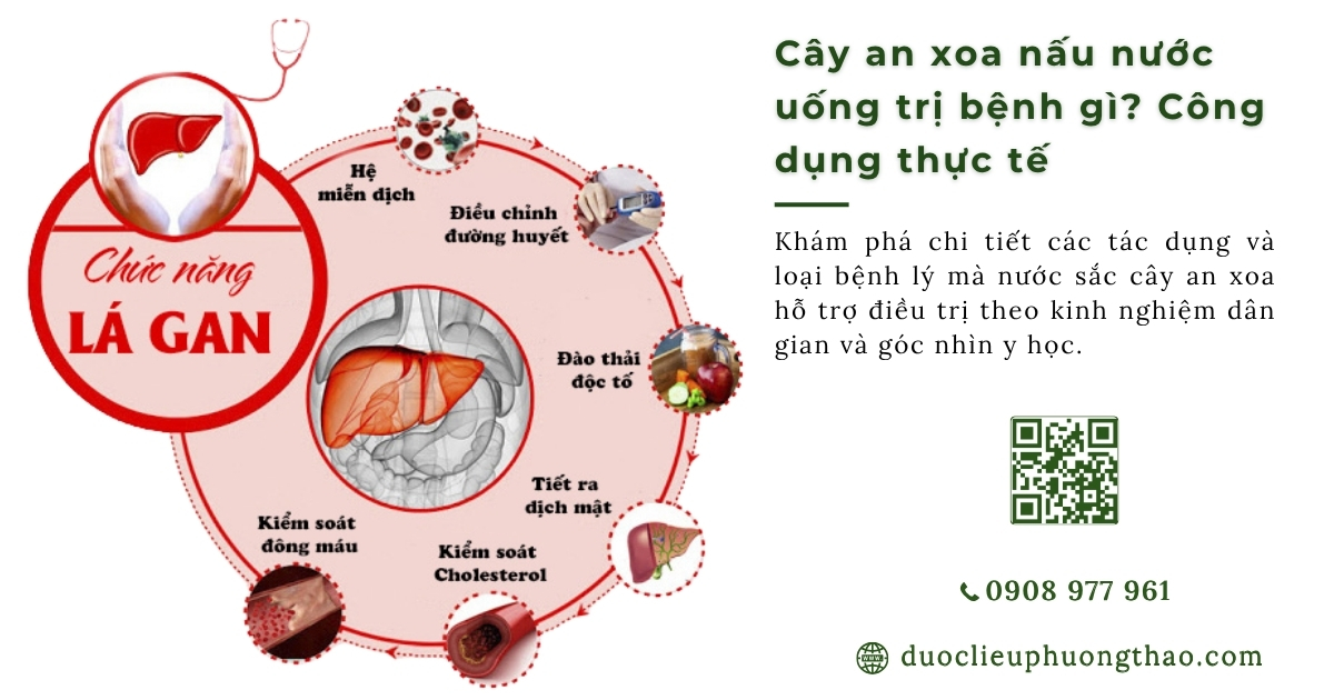 Cây an xoa nấu nước uống trị bệnh gì? 5 công dụng thường được quan tâm nhất?