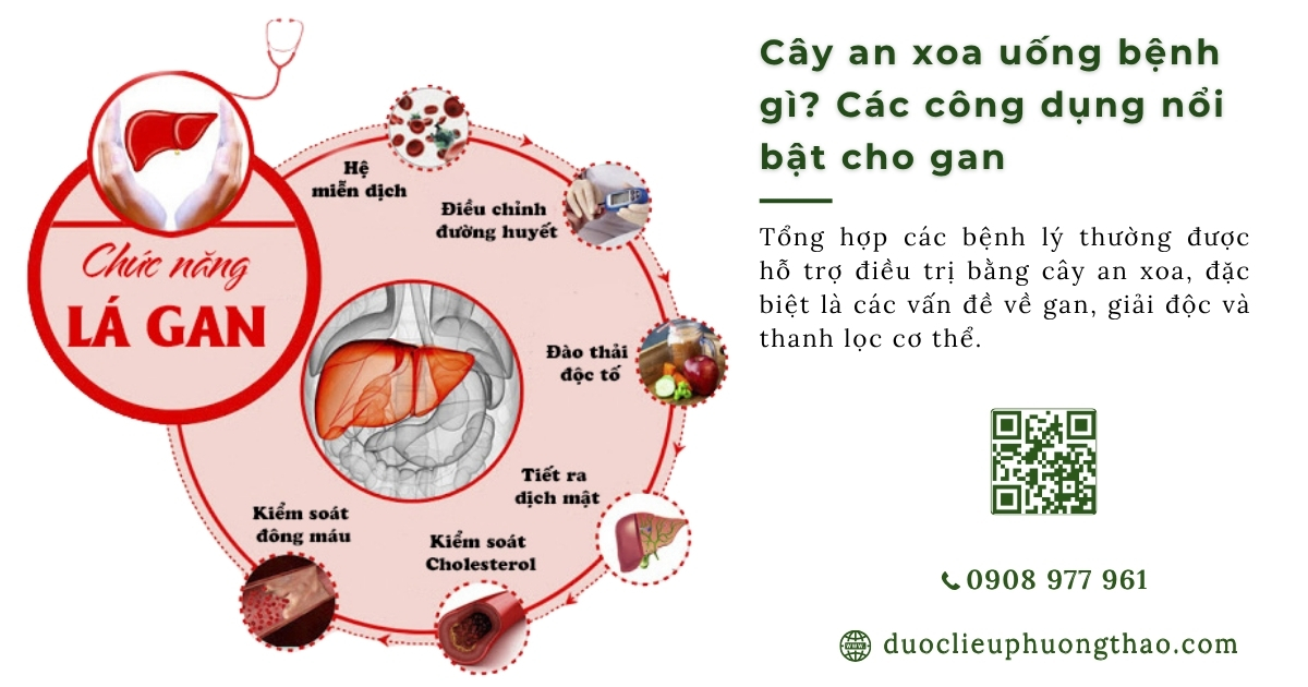 Cây an xoa uống bệnh gì? Điểm danh 3 bệnh lý về gan nên dùng