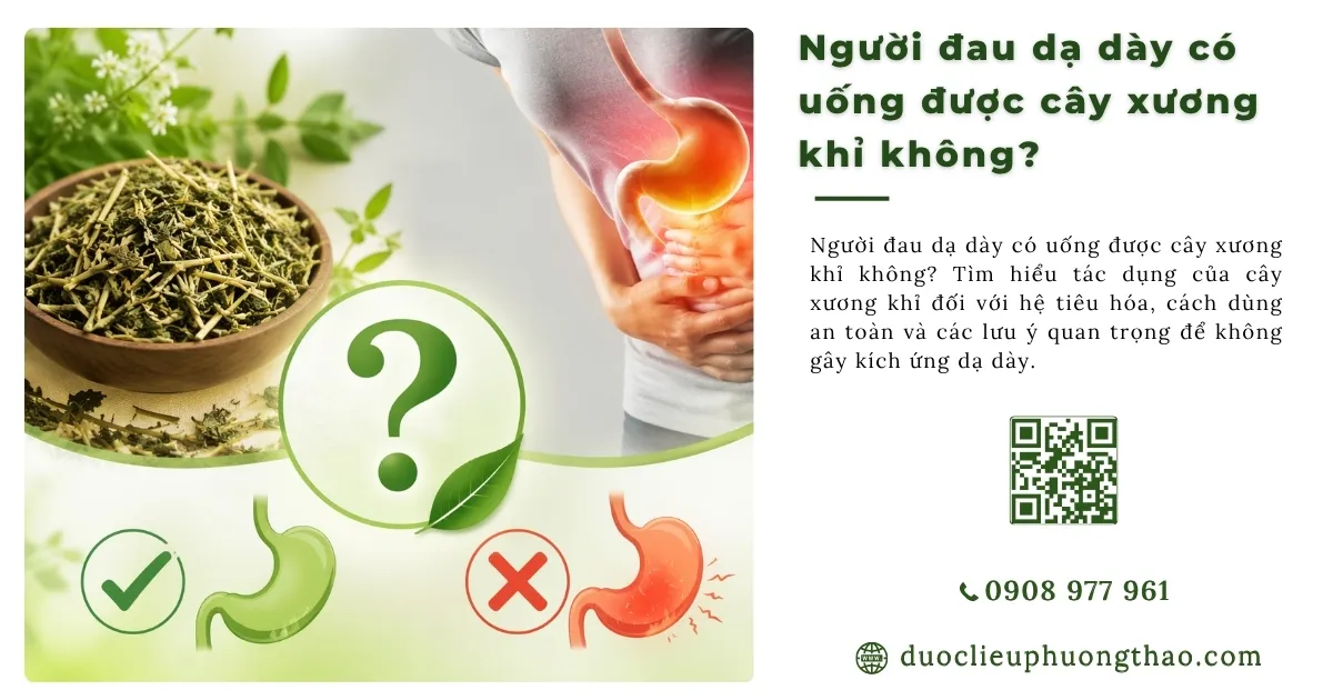 Cây xương khỉ cho người đau dạ dày: Cách dùng phù hợp là gì?