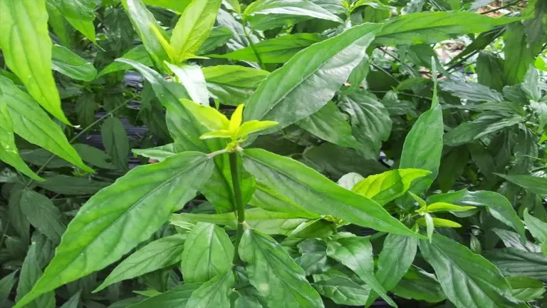 Cây xương khỉ là gì? Tác dụng, công dụng và lưu ý khi uống