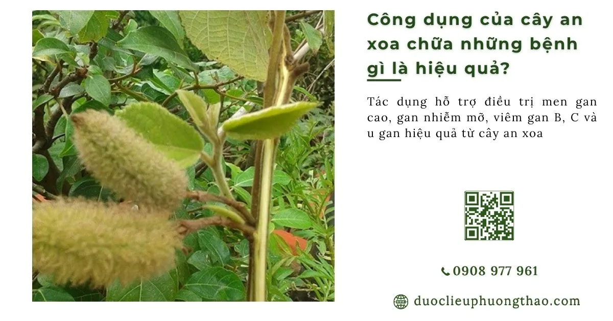 Công dụng của cây an xoa chữa bệnh gì hiệu quả?