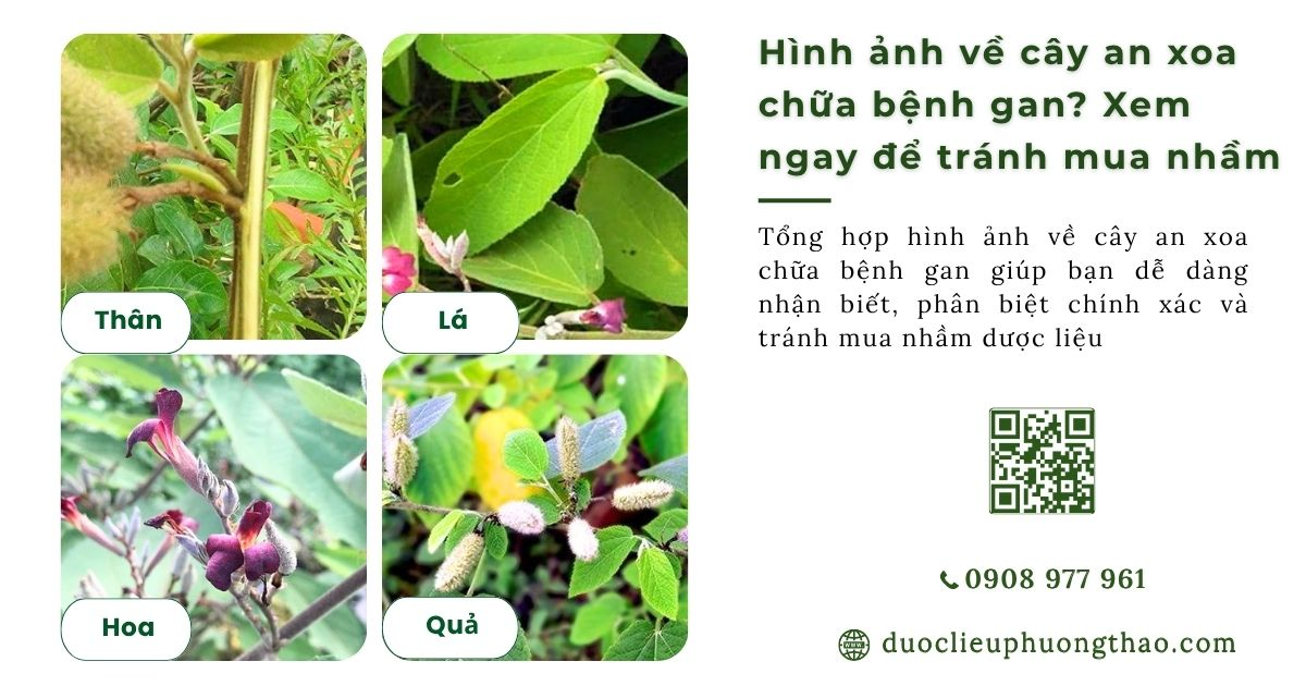Hình ảnh cây an xoa chữa bệnh gan. Xem ngay để tránh mua nhầm an xoa dại