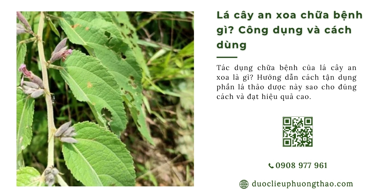 Lá cây an xoa chữa bệnh gì? Nấu nước uống thì dùng lá hay thân cành mới tốt?