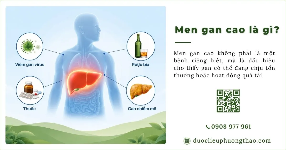 Men gan cao là gì? Nguyên nhân, triệu chứng và Cách phòng tránh như thế nào?