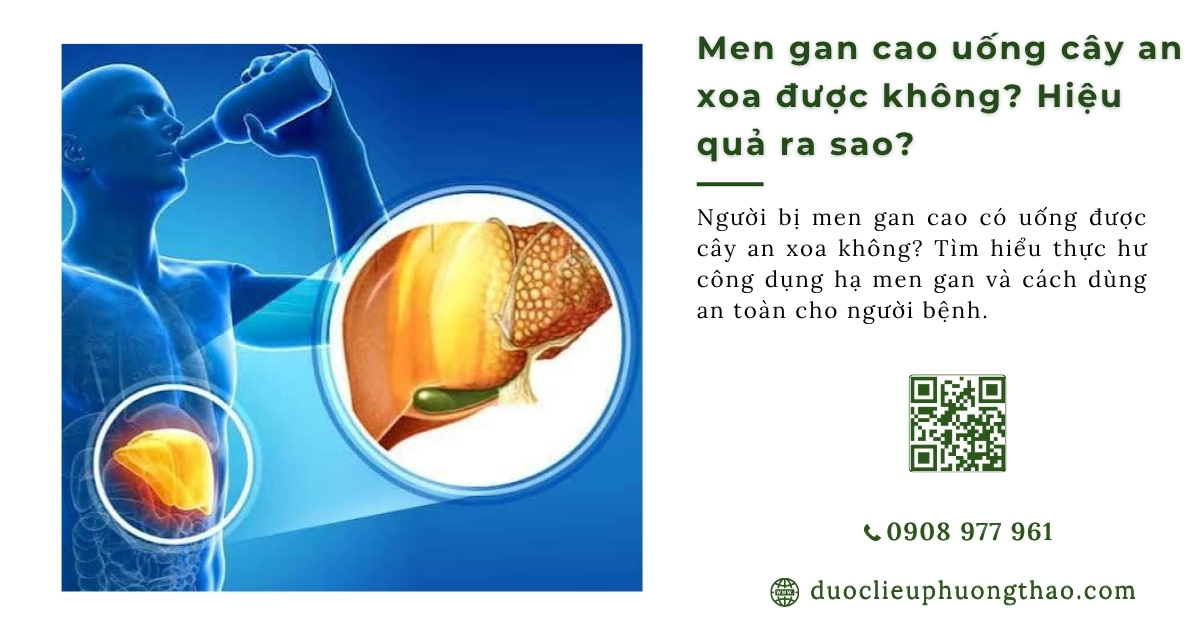Men gan cao uống cây an xoa được không? 3 lưu ý để tránh hại gan