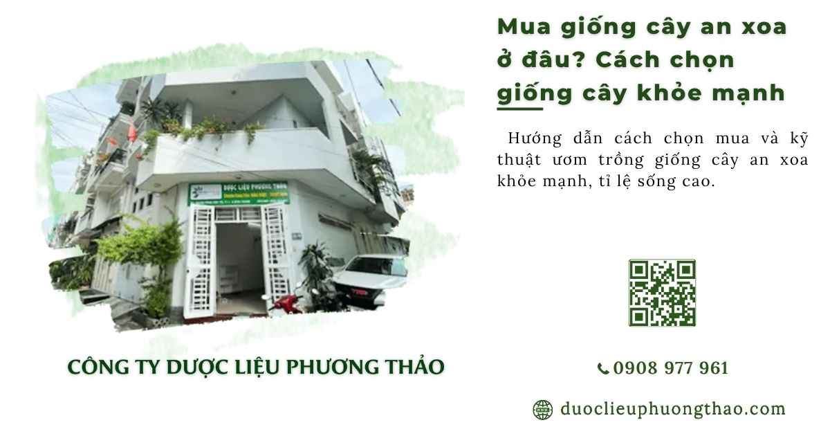 Mua giống cây an xoa ở đâu? Cách chọn giống cây khỏe mạnh, dễ trồng