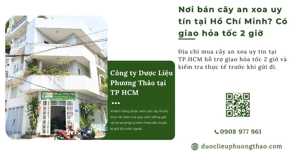 Nơi bán cây an xoa uy tín tại Hồ Chí Minh giao hỏa tốc 2 giờ