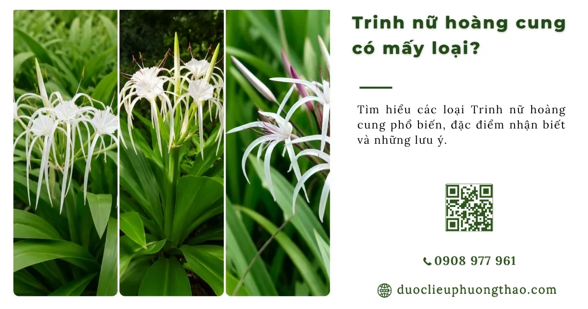 Trinh nữ hoàng cung có mấy loại? Cách nhận biết chính xác như thế nào?