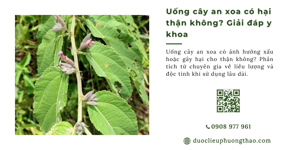Uống cây an xoa có hại thận không? 4 điều cần biết trước khi dùng lâu dài