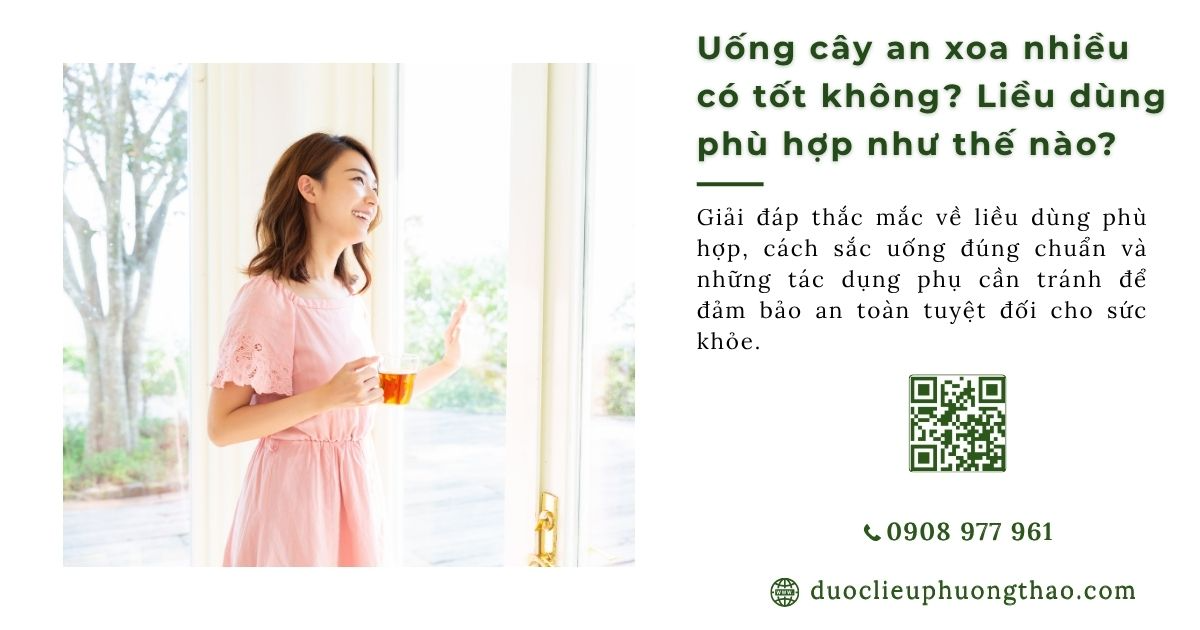 Uống cây an xoa nhiều có tốt không? 3 sai lầm nguy hiểm cần tránh ngay