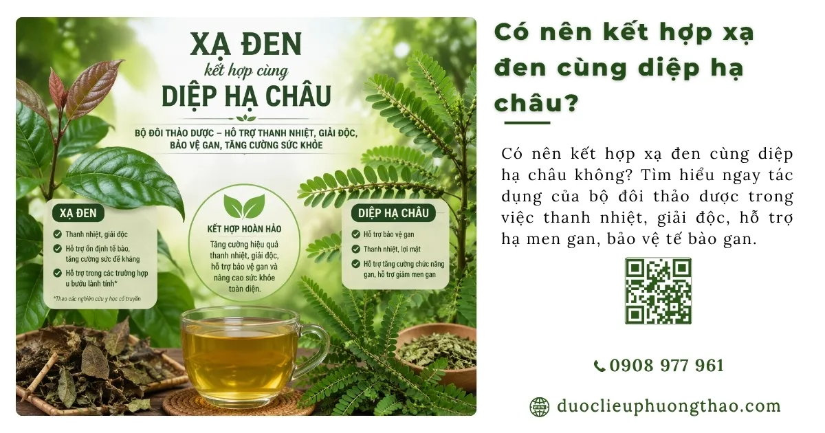 Uống kết hợp Xạ đen và Diệp hạ châu có tác dụng gì và cách dùng ra sao?