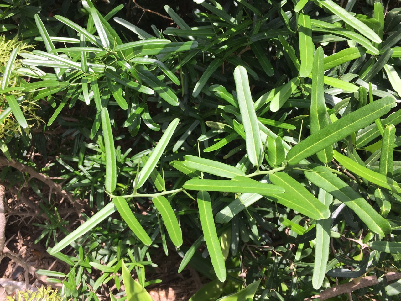 Xáo tam phân là gì? Tác dụng, cách dùng và lưu ý an toàn