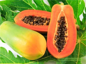 Hoa đu đủ đực khô – trà hoa tự nhiên - ảnh nhận diện dược liệu 1