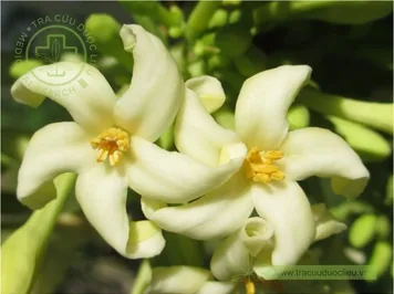 Hoa đu đủ đực khô – trà hoa tự nhiên - ảnh nhận diện dược liệu 2