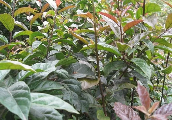 Xạ đen Hòa Bình – trà thân cành lá - ảnh nhận diện dược liệu 1