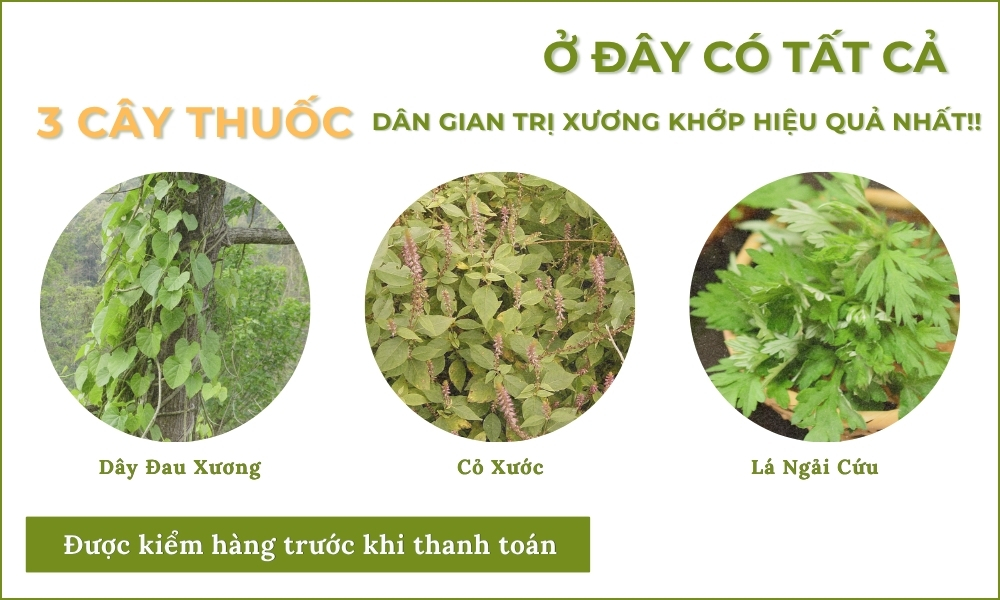 Cây Xương Khỉ Hỗ Trợ Đau Nhức Xương Khớp 6 nhóm xương khớp