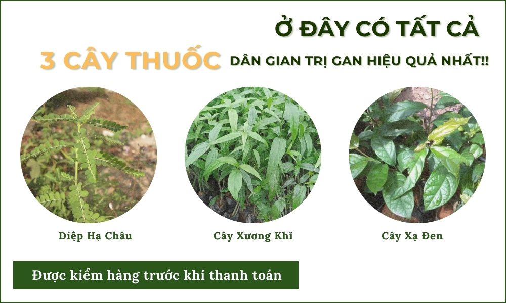 Cây An Xoa Khô Hỗ Trợ Gan, Men Gan Cao 6 combo nhóm gan