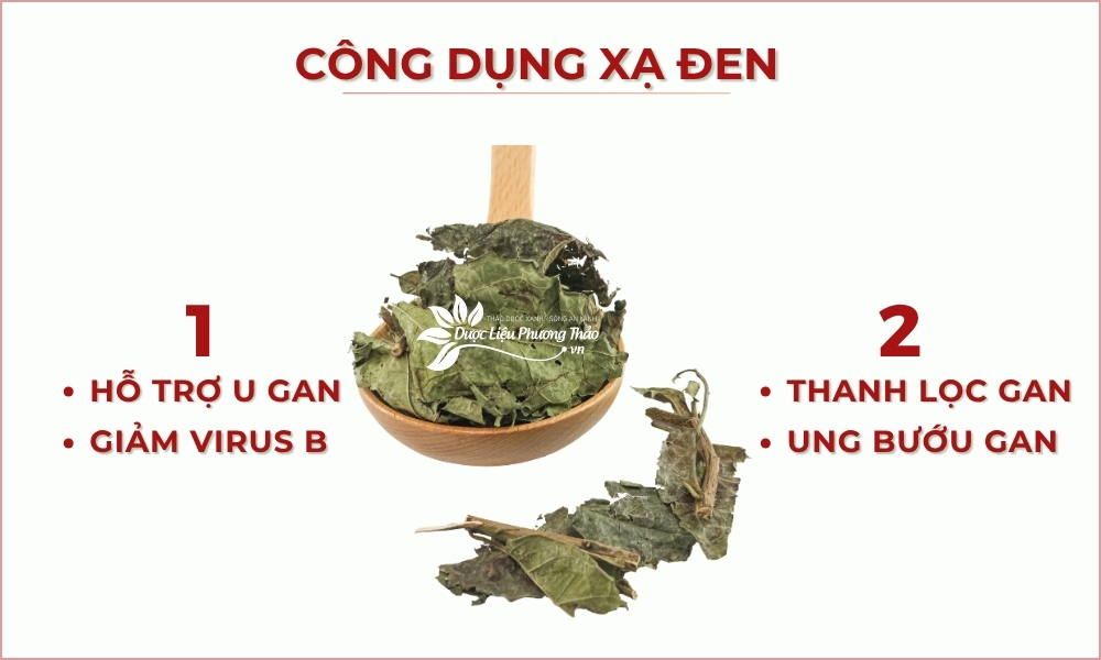 Cây Xạ Đen Hỗ Trợ U Bướu, Tăng Đề Kháng 5 công dụng xạ đen