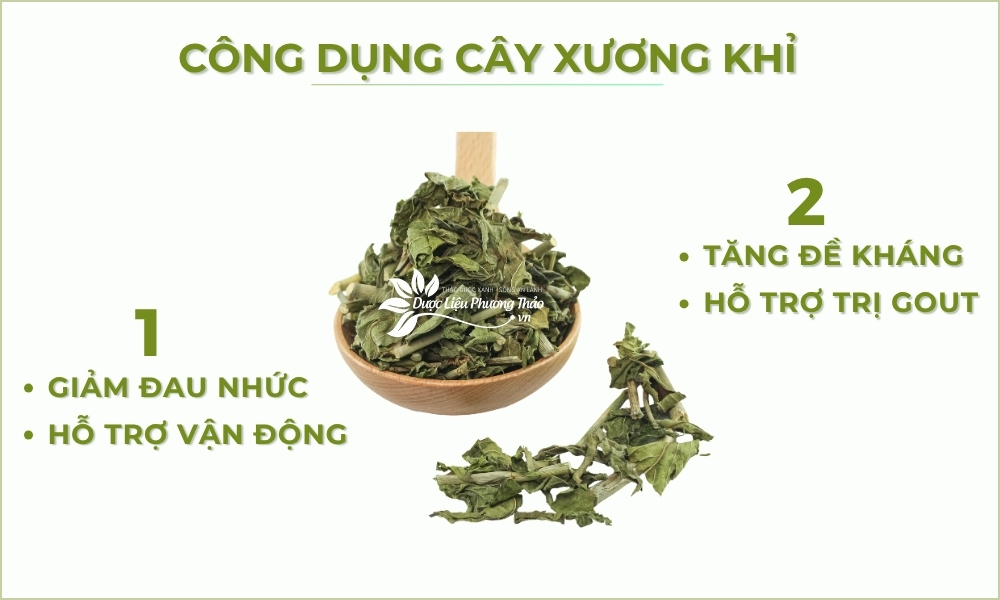 Cây Xương Khỉ Hỗ Trợ Đau Nhức Xương Khớp 5 công dụng cây xương khỉ