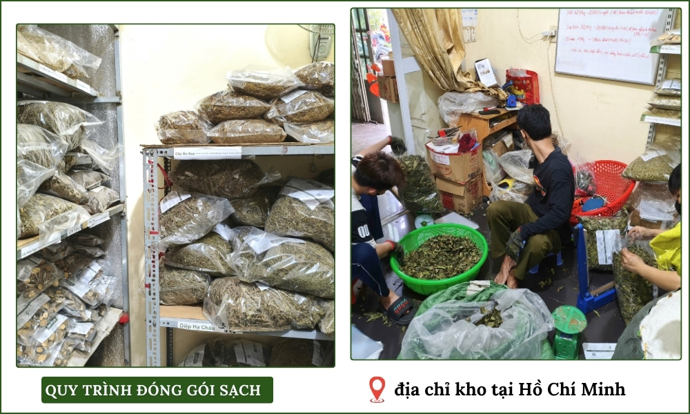 Cây An Xoa Khô Hỗ Trợ Gan, Men Gan Cao 8 kho hàng thật