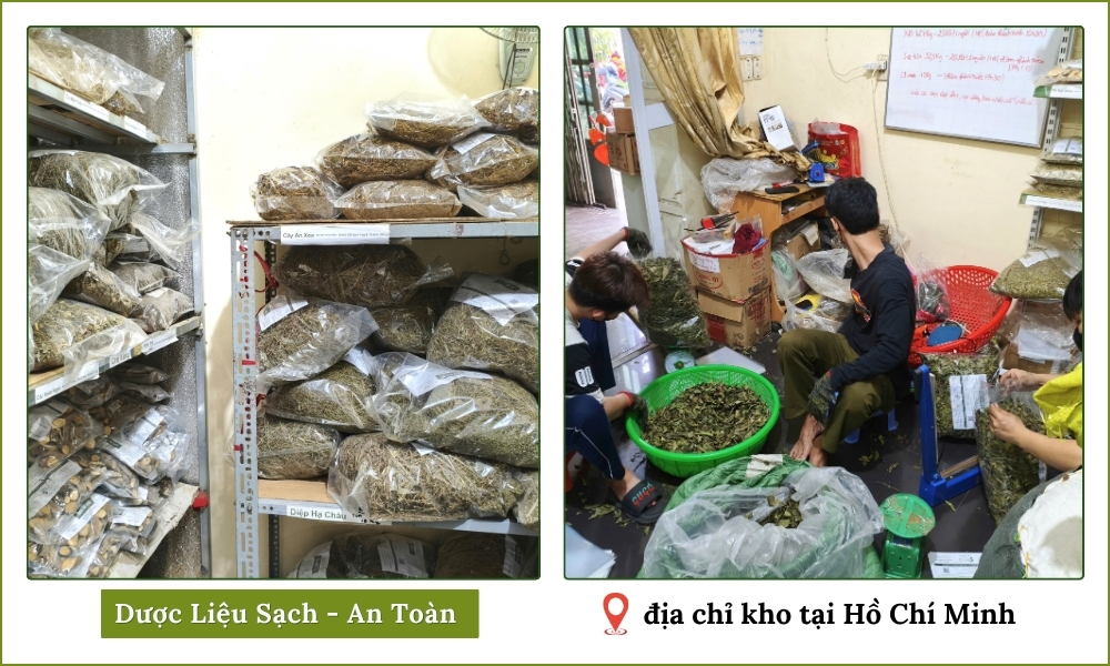 Cây Xương Khỉ Hỗ Trợ Đau Nhức Xương Khớp 8 kho xương khớp